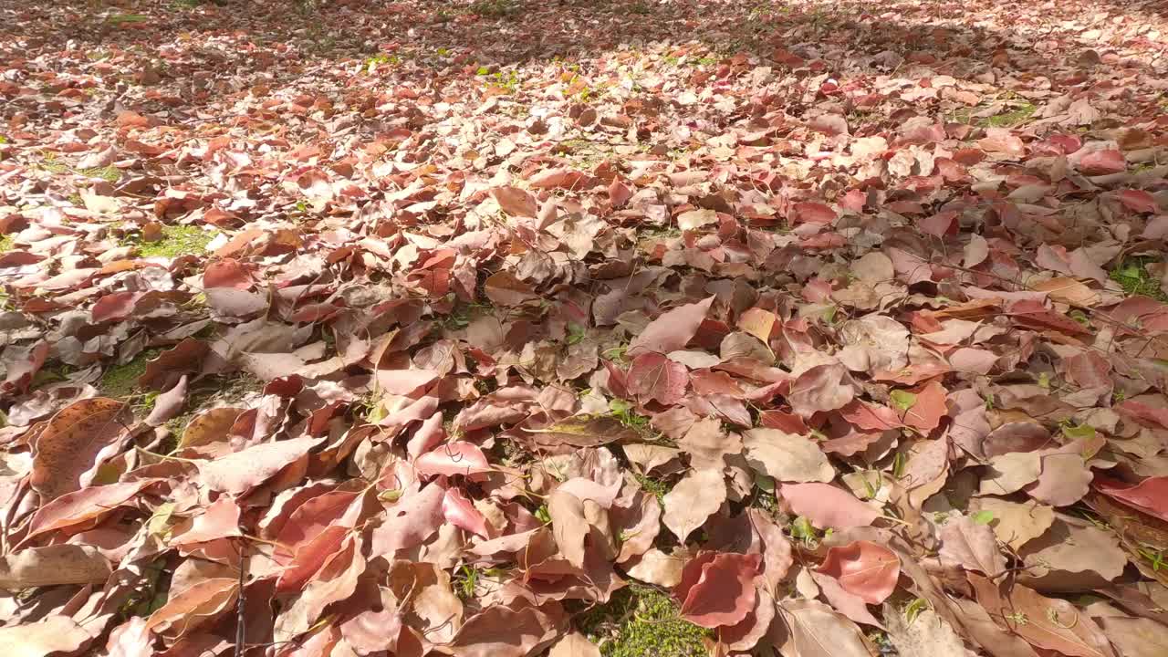 从我脚边的落叶上，我仰望着树木。视频下载