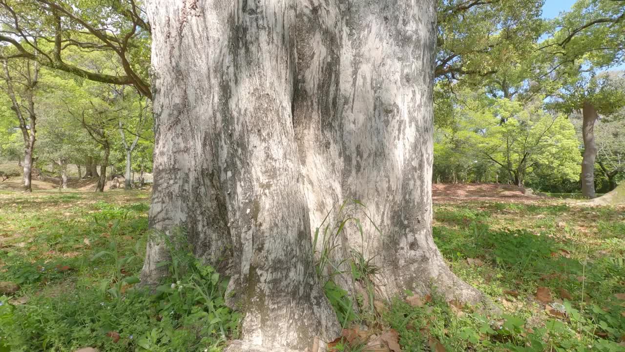 站在树根上仰望天空视频下载