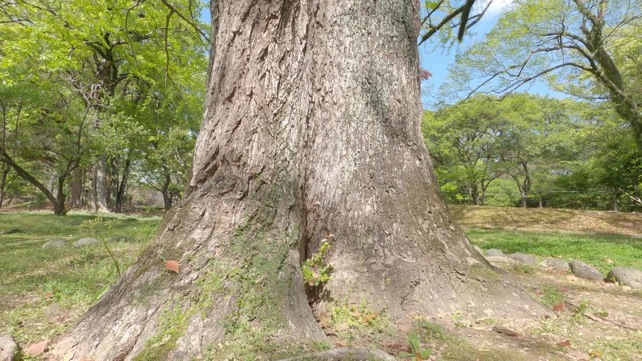 站在树根上仰望天空视频下载