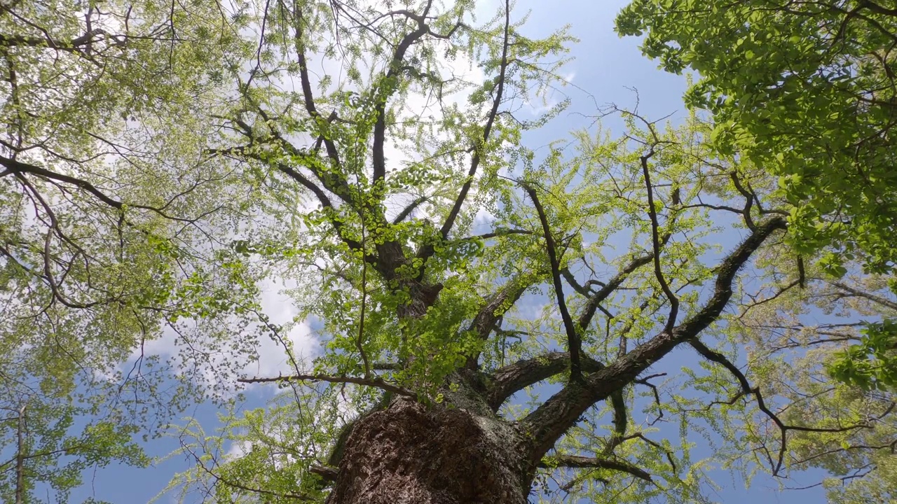 从地上仰望树木和天空。视频素材