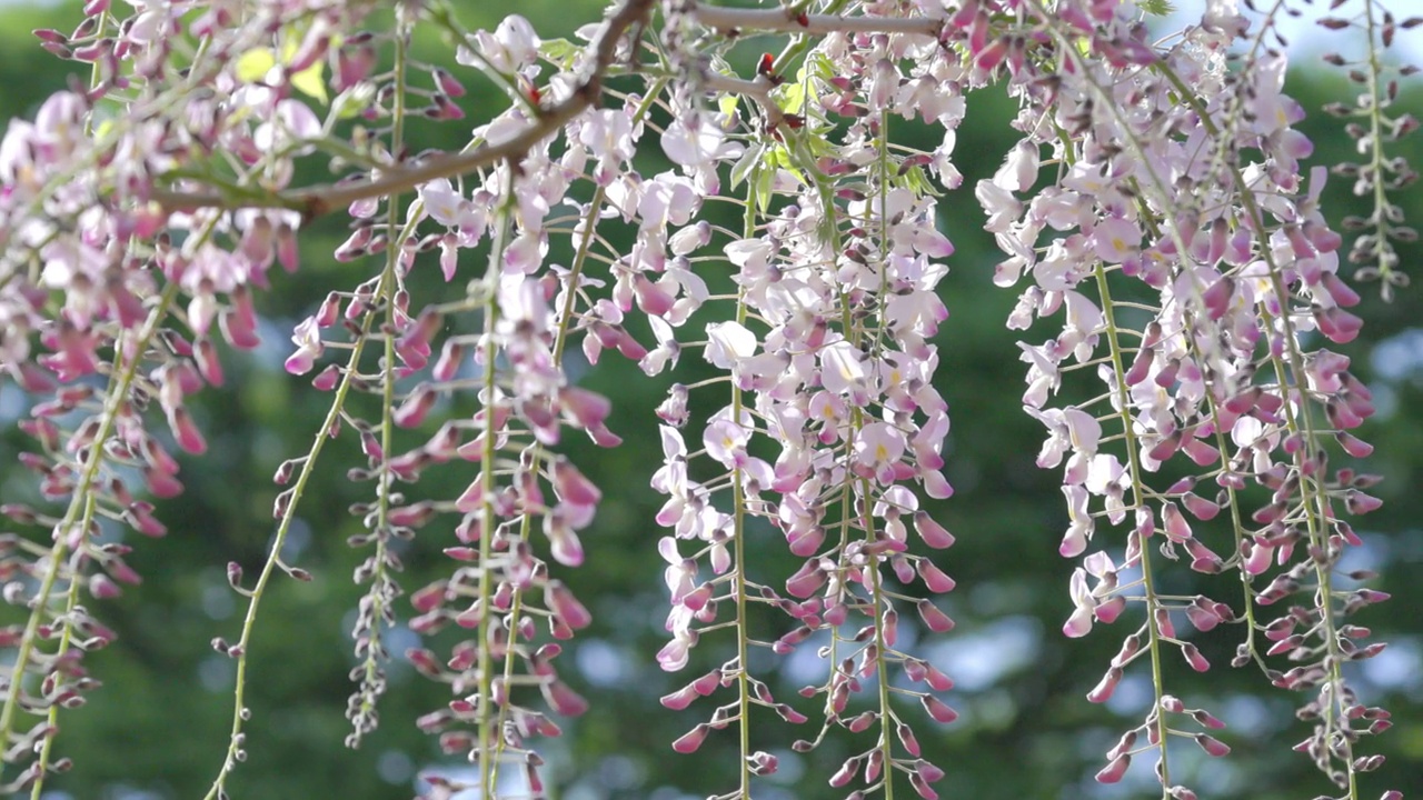 紫藤花在风中摇曳视频素材