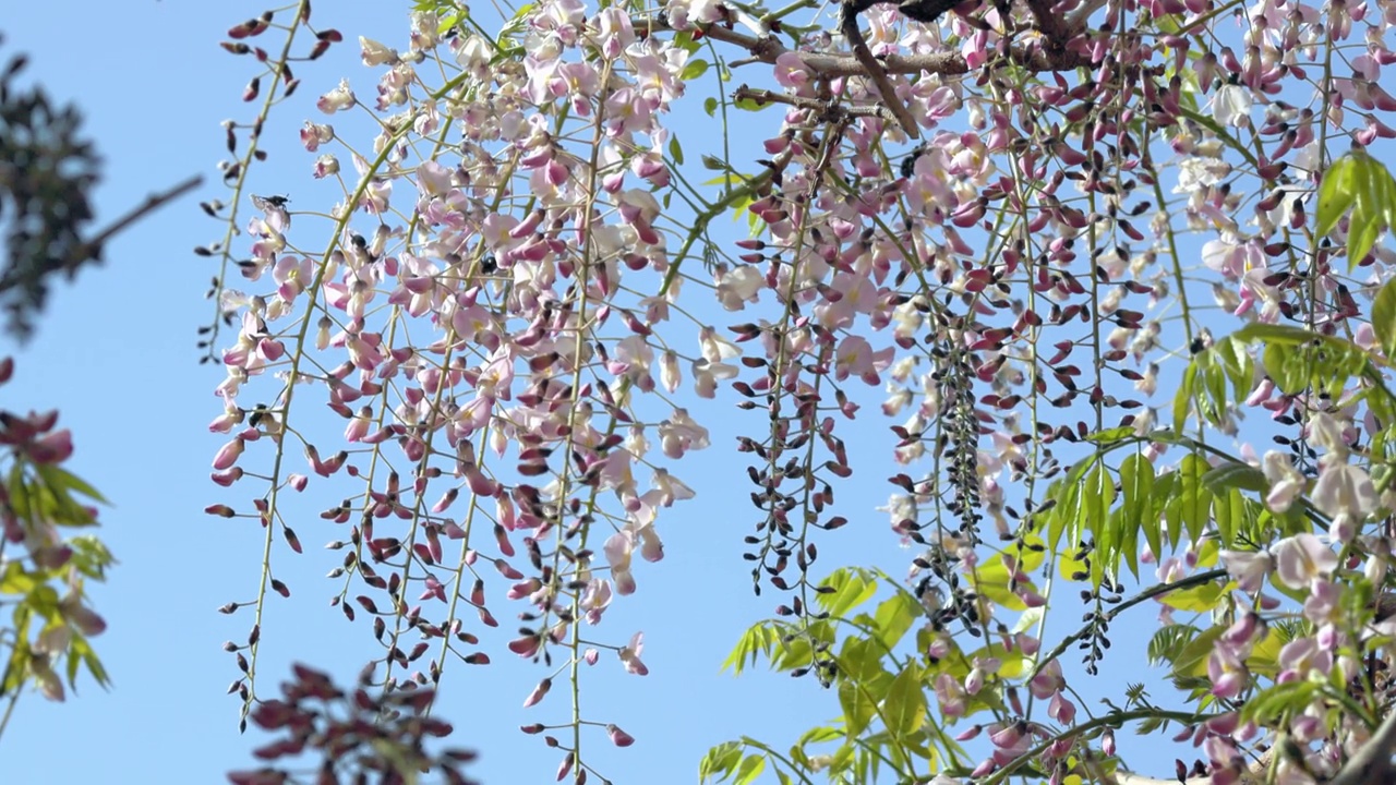 紫藤花在风中摇曳视频素材