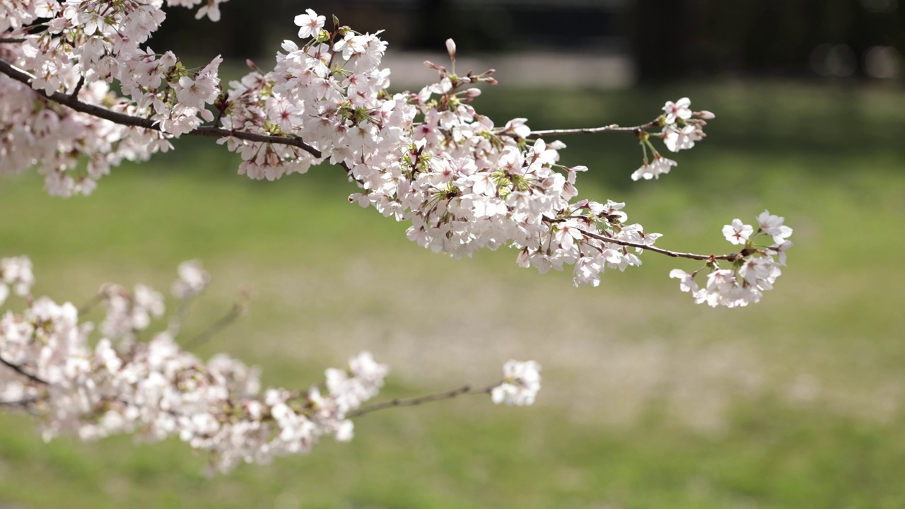 樱花视频素材