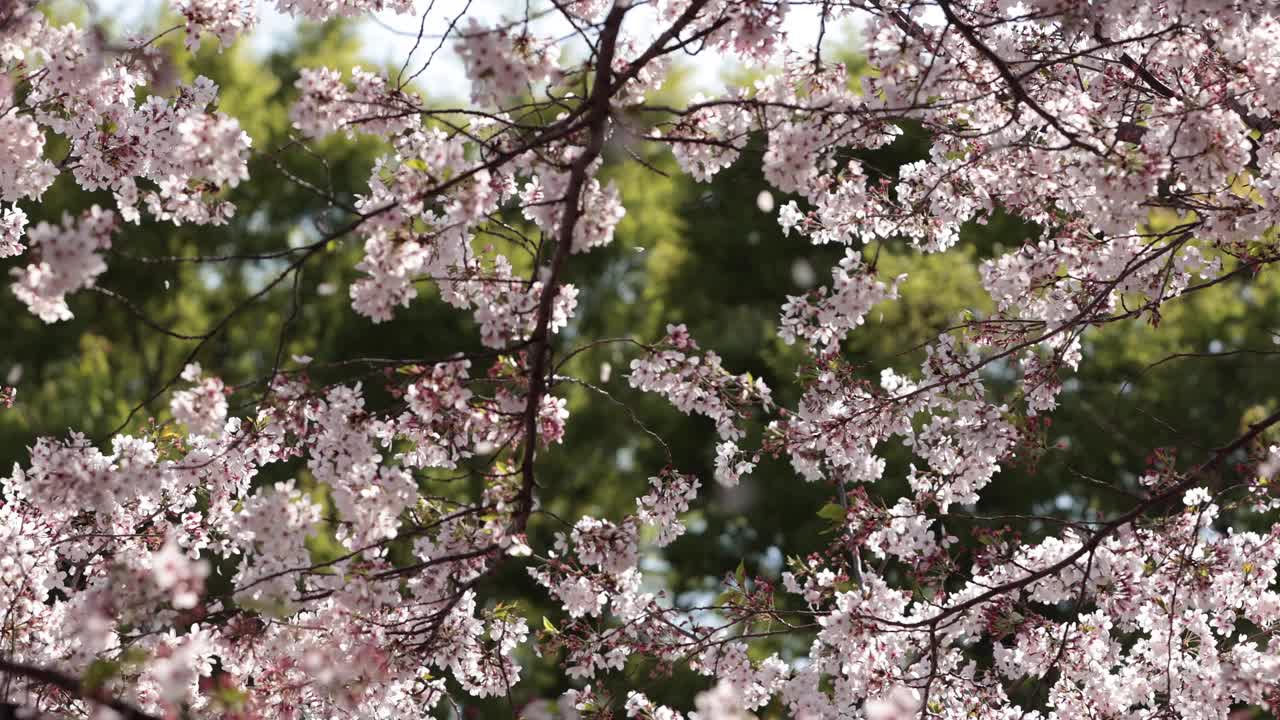 樱花视频素材