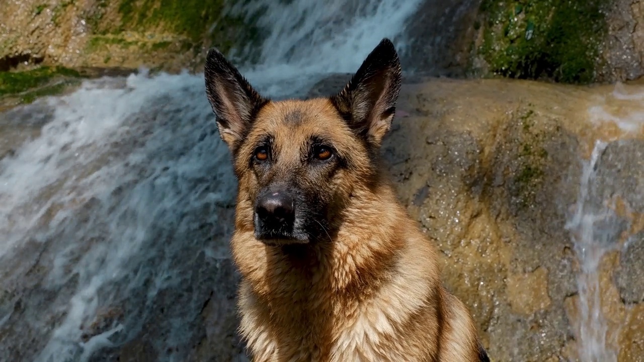 带着宠物在大自然中登山。特写肖像。红黑湿的德国牧羊犬坐在河边，在瀑布的背景下散步。4k慢动作水平镜头。视频素材