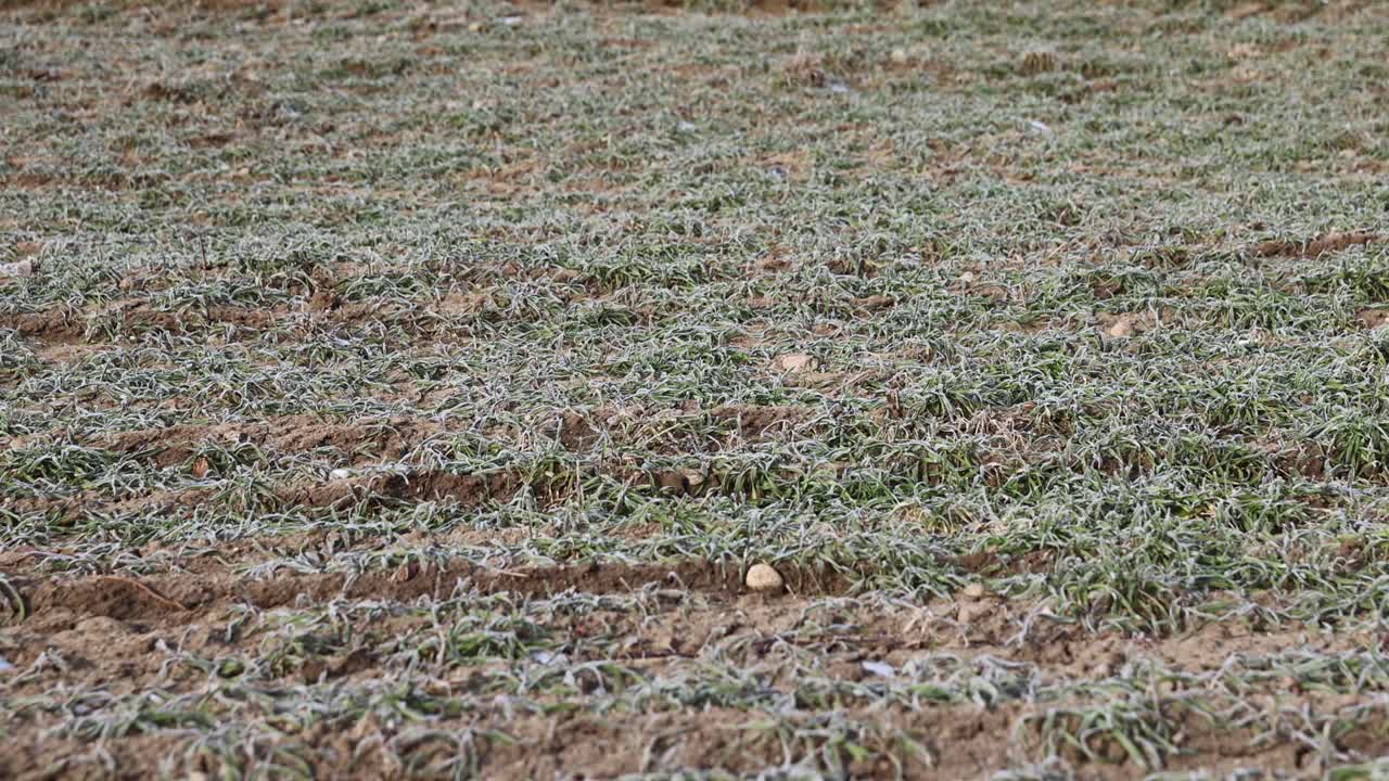 绿色的小麦在冬天被雪和霜覆盖视频素材