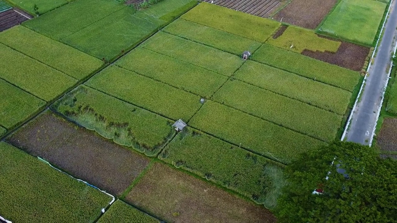 绿色的稻田视频素材