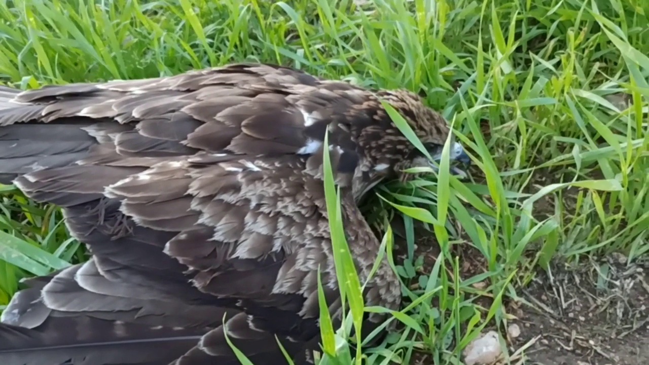 金鹰 (Aquila Chrysaetos)视频下载