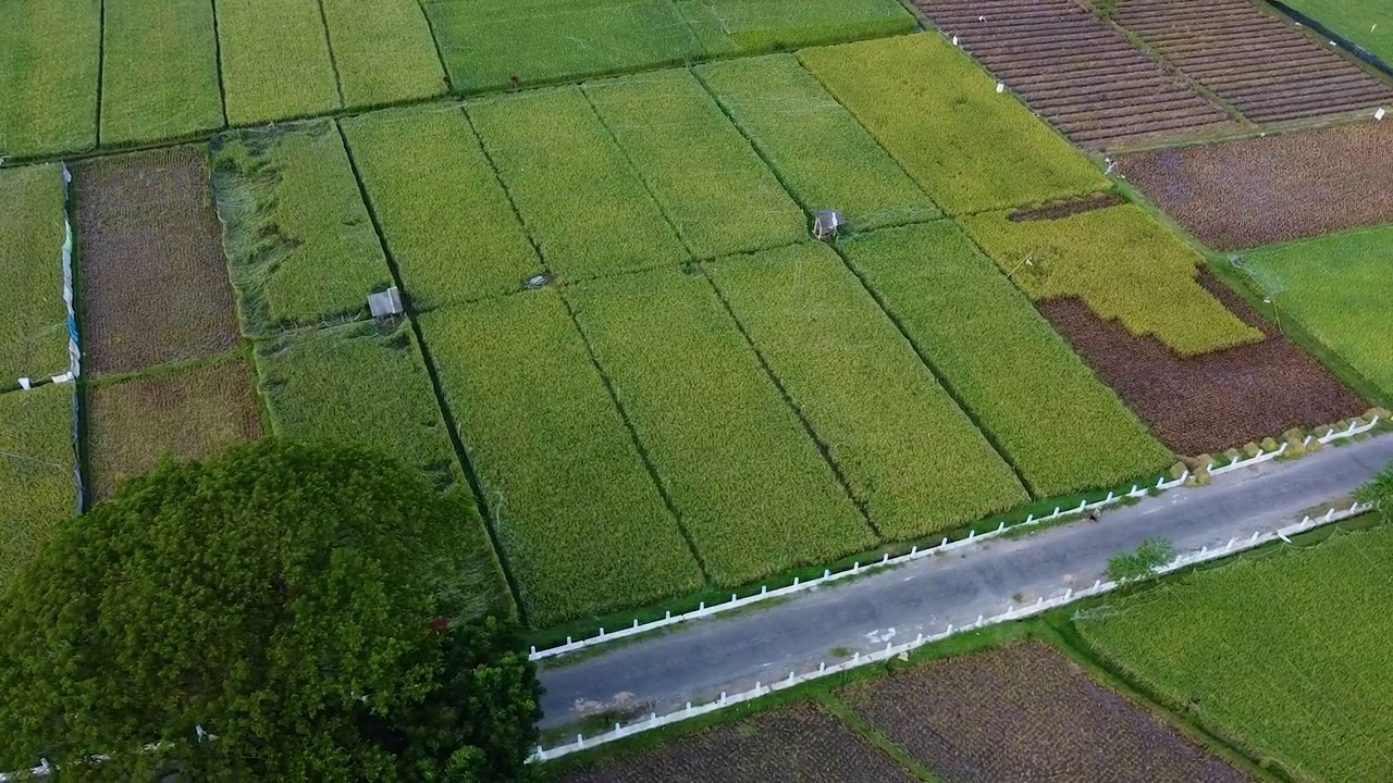 绿色的稻田视频素材