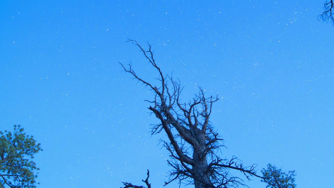 时间流逝与星星和树木在黎明的夜空-布莱斯峡谷，犹他州视频素材