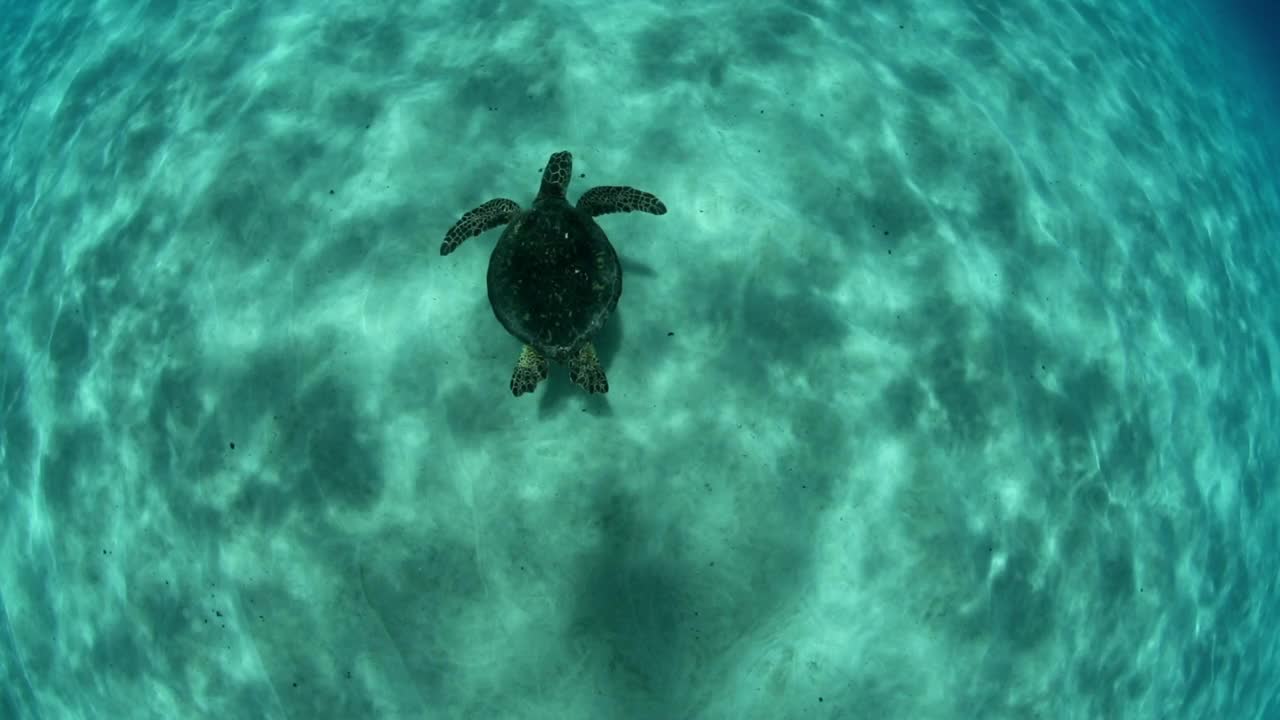 绿海龟在图案海洋中飞行的慢动作镜头-夏威夷瓦胡岛视频素材