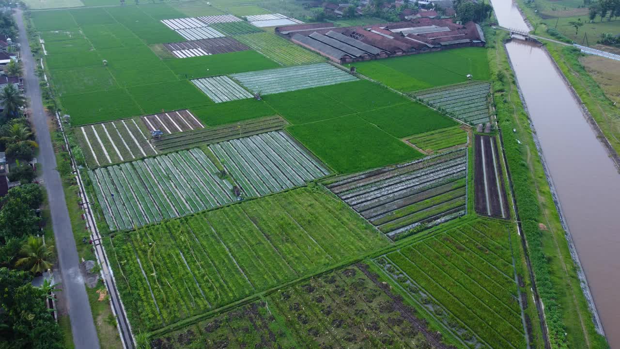 绿色的稻田视频素材