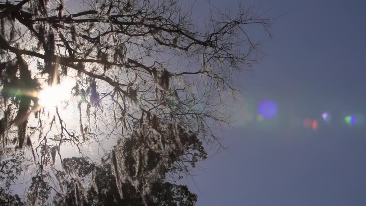 阳光在阳光明媚的日子里穿过树枝的慢动作镜头-夏威夷檀香山视频素材