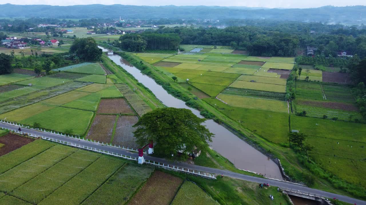 绿色的稻田视频下载