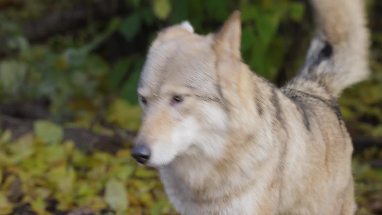 狼(Canis lupus)，也被称为灰狼，是犬科中现存最大的成员。狼是犬科动物中最大的野生动物。视频素材