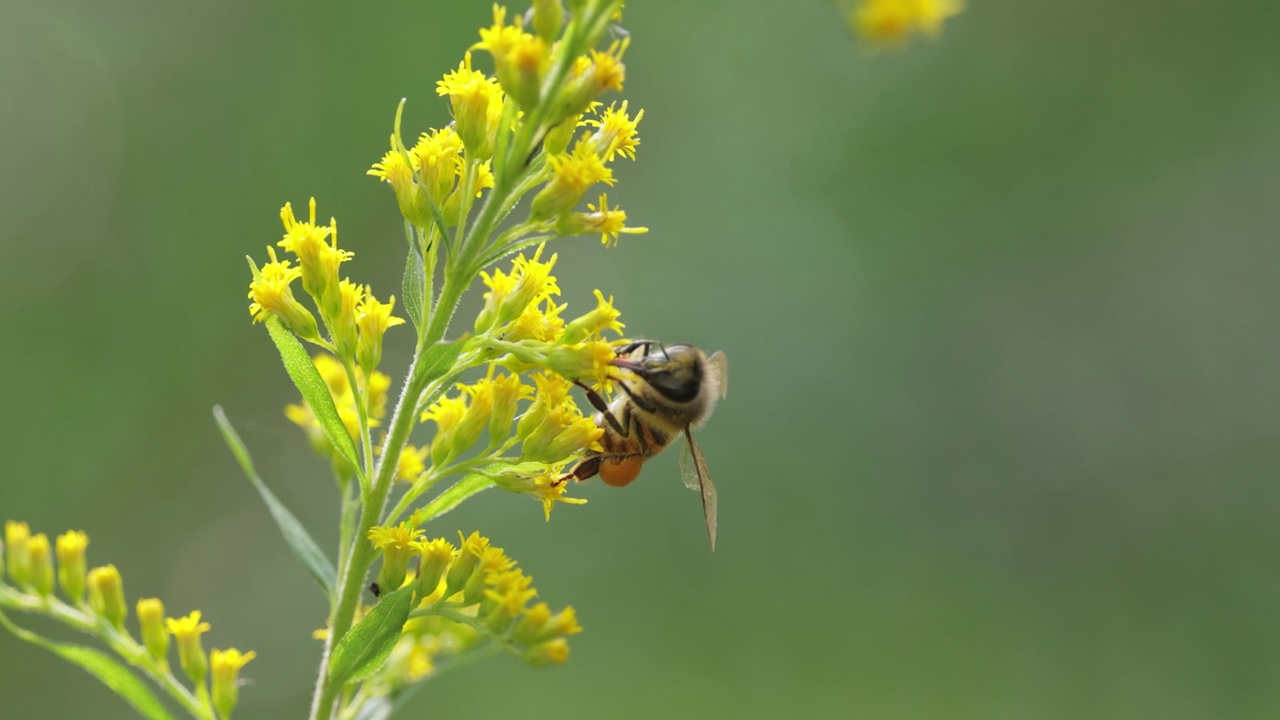 蜜蜂授粉并从植物的花朵中采集花蜜视频素材