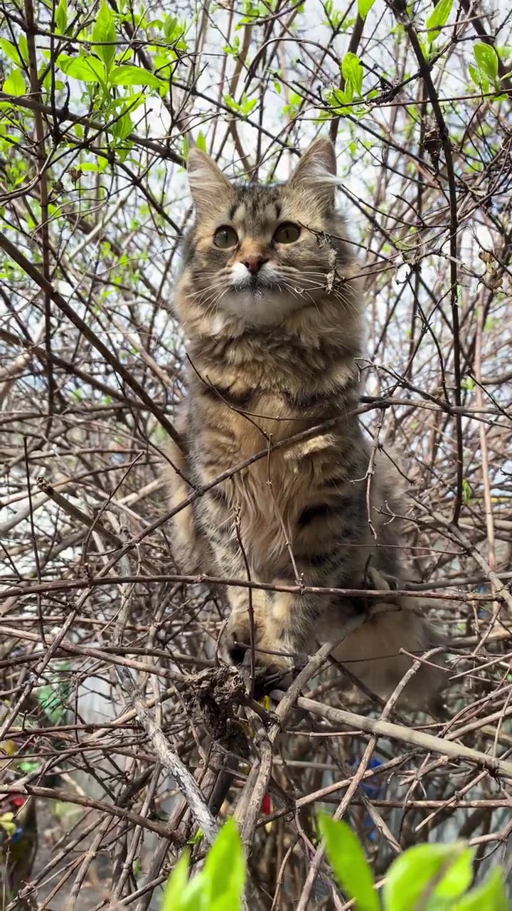 灰色条纹猫在自然条件下坐在树枝上环顾四周。灰色条纹猫在自然条件下坐在树枝上环顾四周。视频素材