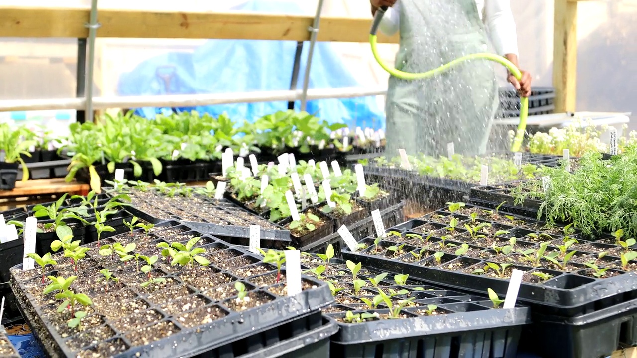 给温室植物浇水视频素材