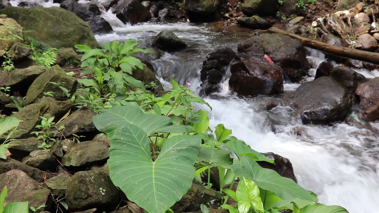 美丽的河流在热带雨林环绕的群山中流淌视频素材