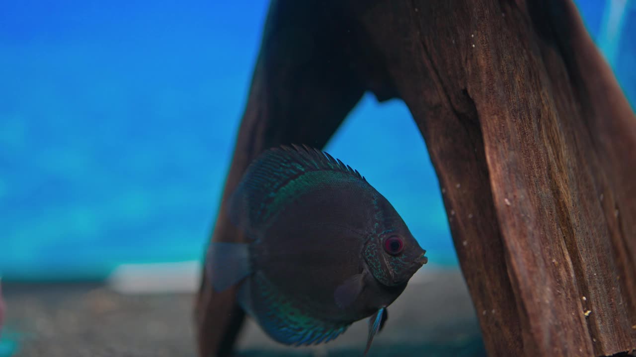 水族馆中蓝色蛇皮铁饼鱼、慈鲷的近景。瑞典。视频素材