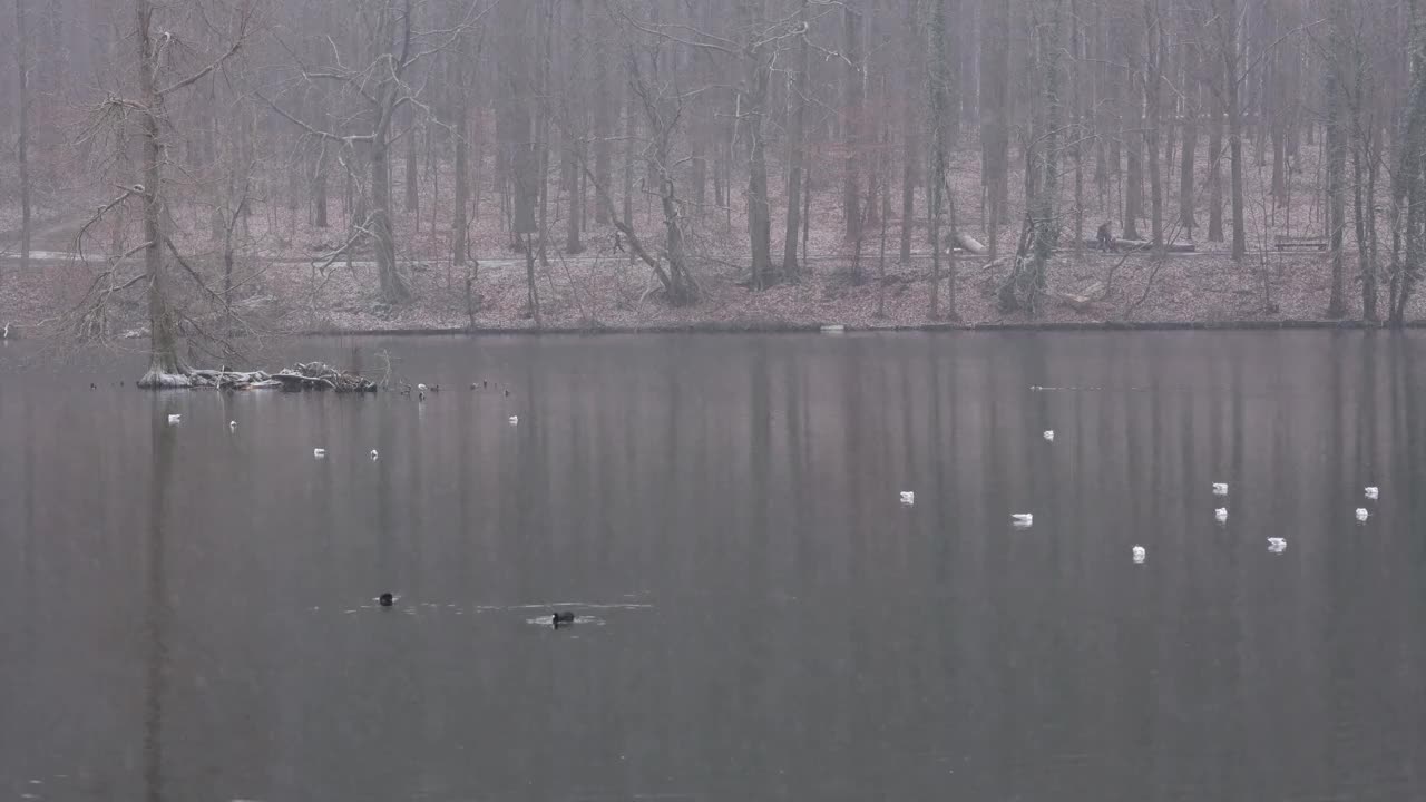 在大雪中，鸭子在平静的湖水中游泳，背景是树木视频下载