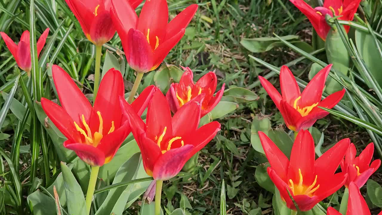 美丽的红色花朵盛开的特写背景。花瓣田的自然盛开的红色郁金香芽在绿色的茎摇曳在春风在阳光。视频素材