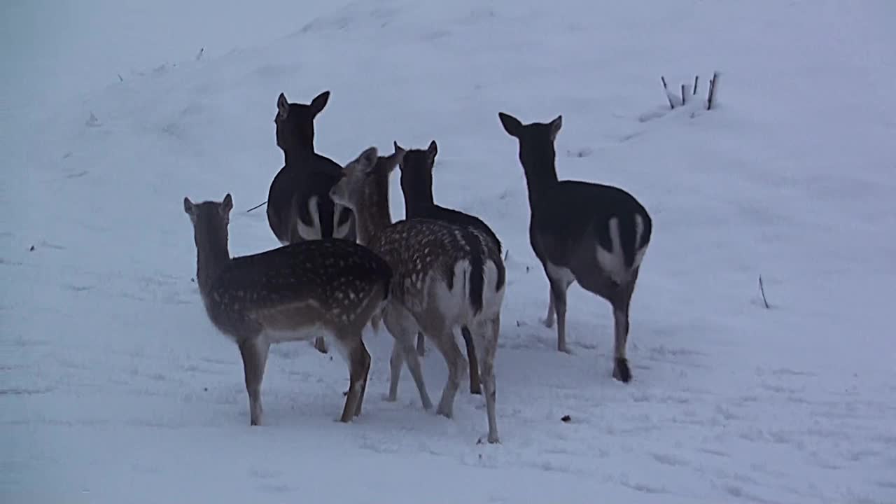 鹿，女性，视频，雪，冬天，天气，海牙，荷兰，欧洲视频素材