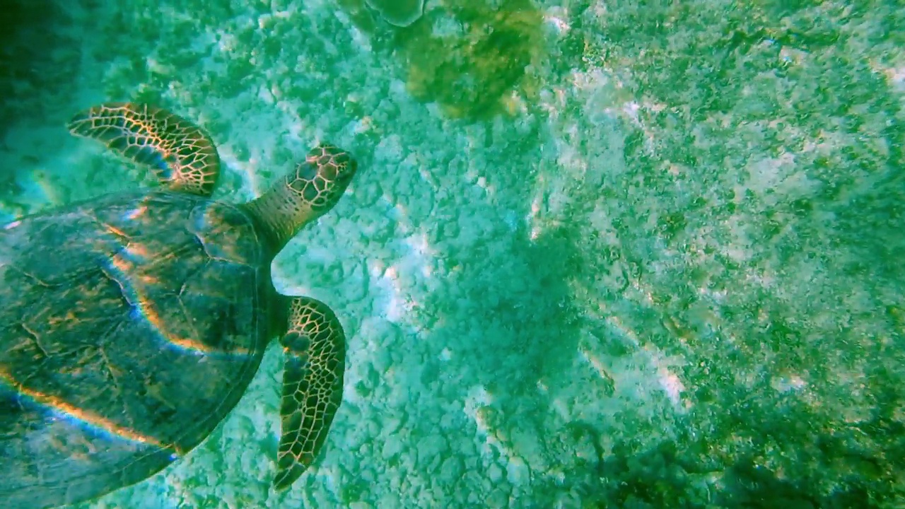 海龟游泳视频素材