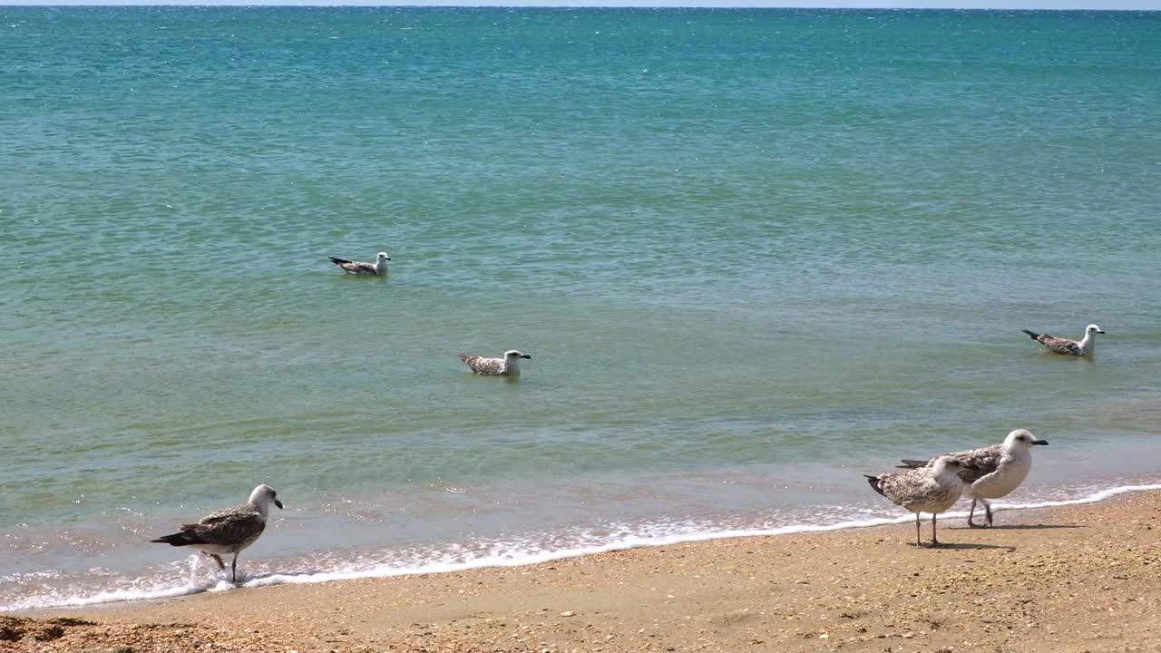 灰海鸥在海边漫步，寻找食物。Larus cachinnans。Fulmarus glacialis。Larus Fuscus视频素材