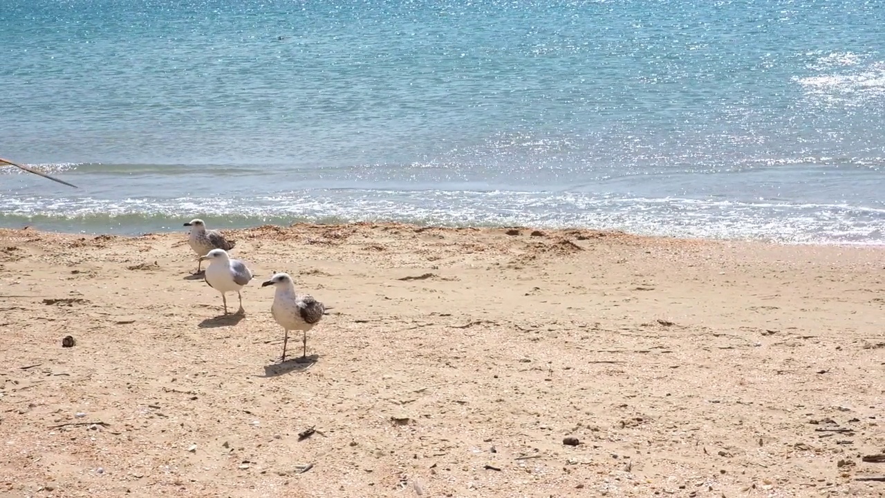 灰海鸥在海边漫步，寻找食物。Larus cachinnans。Fulmarus glacialis。Larus Fuscus视频素材