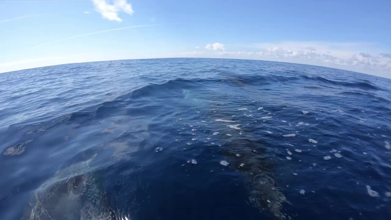 在水下游泳的斑点海豚视频素材