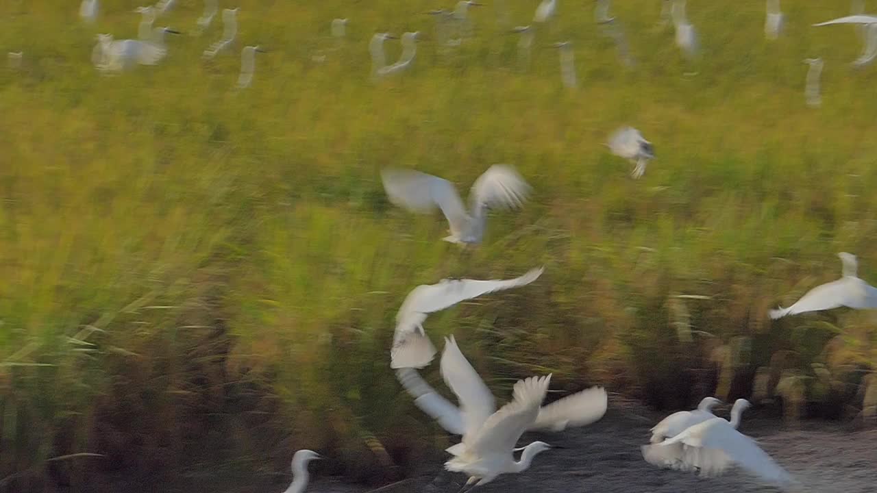 一群大白鹭鸟在湿地中缓慢飞行。视频素材