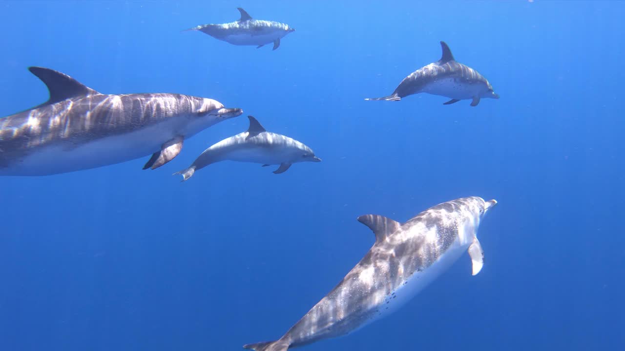 在水下游泳的斑点海豚视频素材