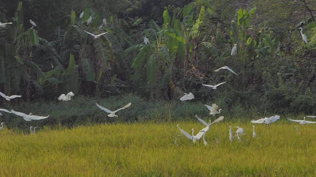 一群大白鹭鸟在湿地中缓慢飞行。视频素材