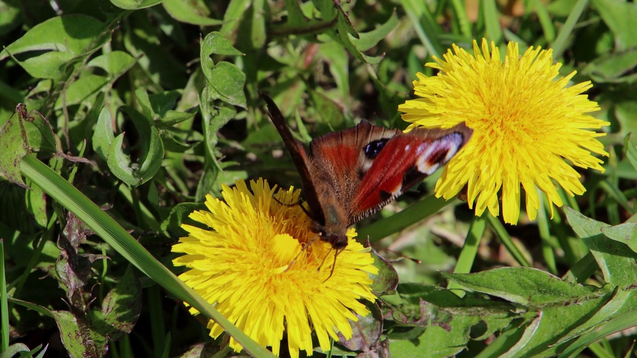 一只孔雀蝴蝶站在蒲公英的黄色花朵上，蒲公英也叫Aglais Io视频素材