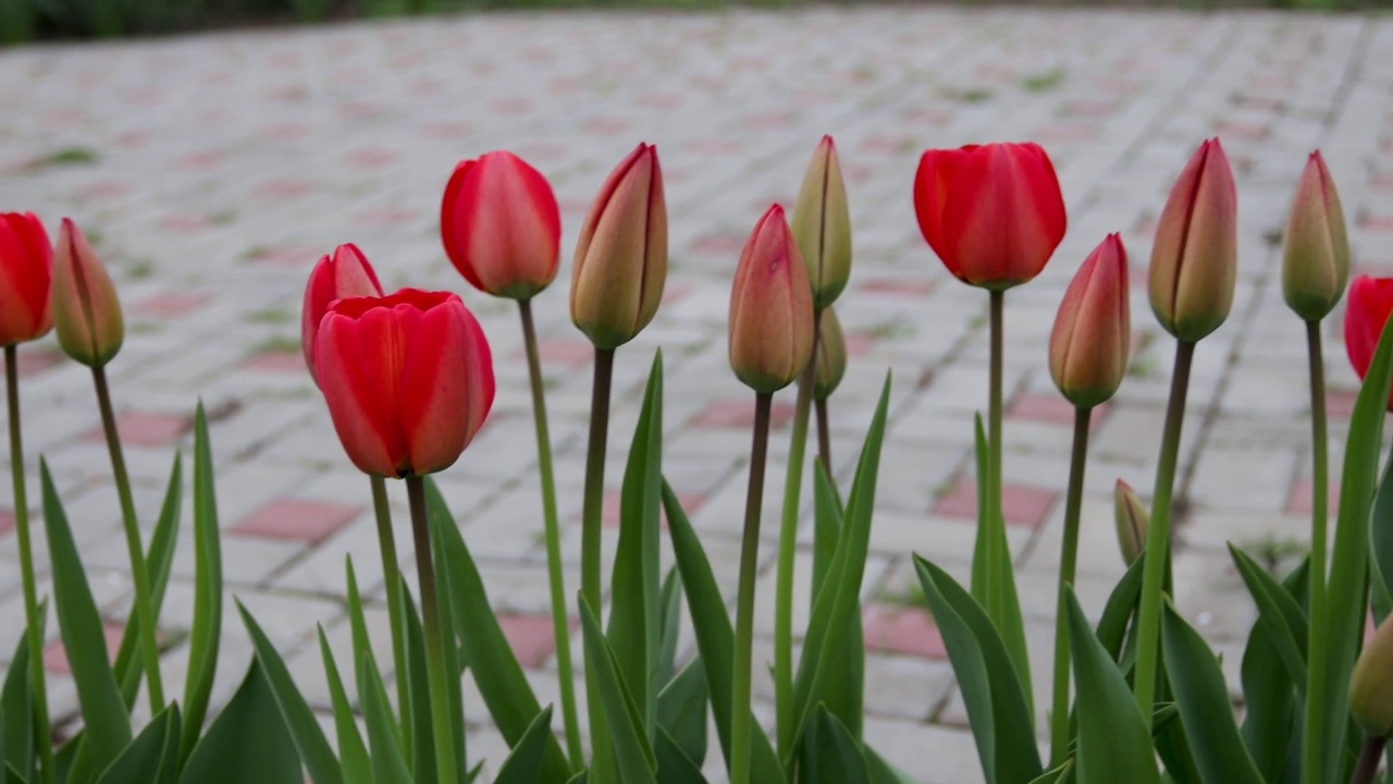 盛开的郁金香和水仙花。早晨的郁金香和水仙花，春天的背景视频素材