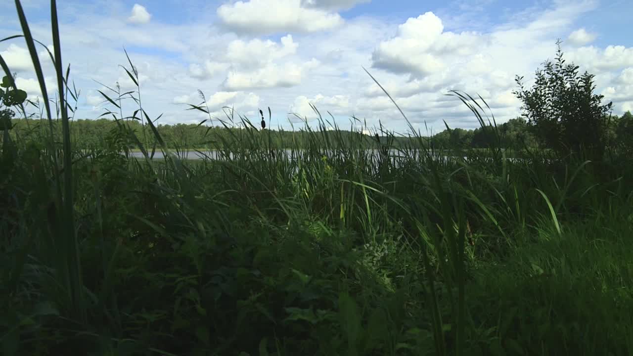 从芦苇丛望向风景优美的湖泊视频素材