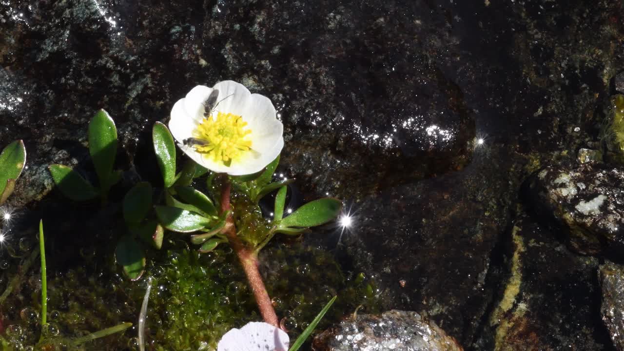 冰川棘足和苍蝇，冰川毛茛视频素材