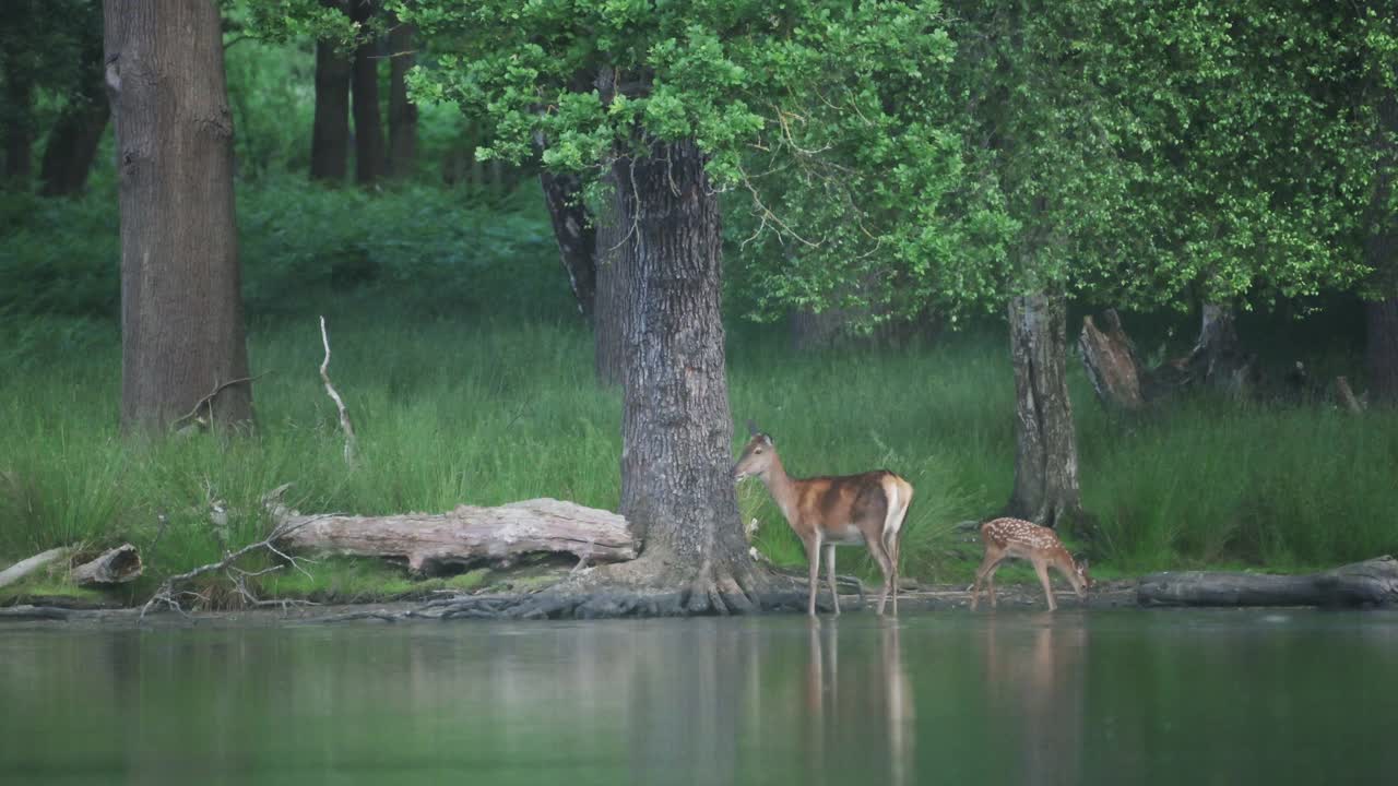 风景如画的湖泊景观，野生鹿和小牛站在大型美丽的湖泊风景，鹿妈妈和鹿宝宝与鸟在森林地点在里士满公园，伦敦，英国，英国视频素材