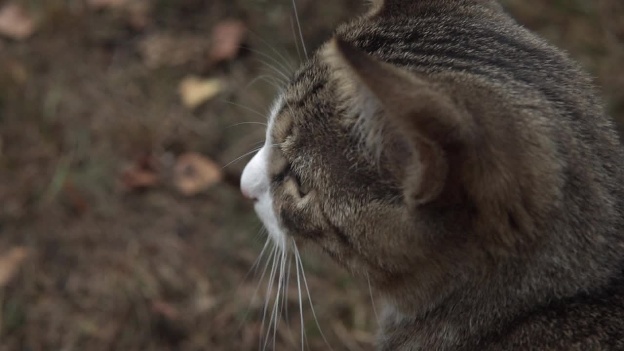 可爱的猫在探索瑞典的乡村。慢动作镜头。视频下载