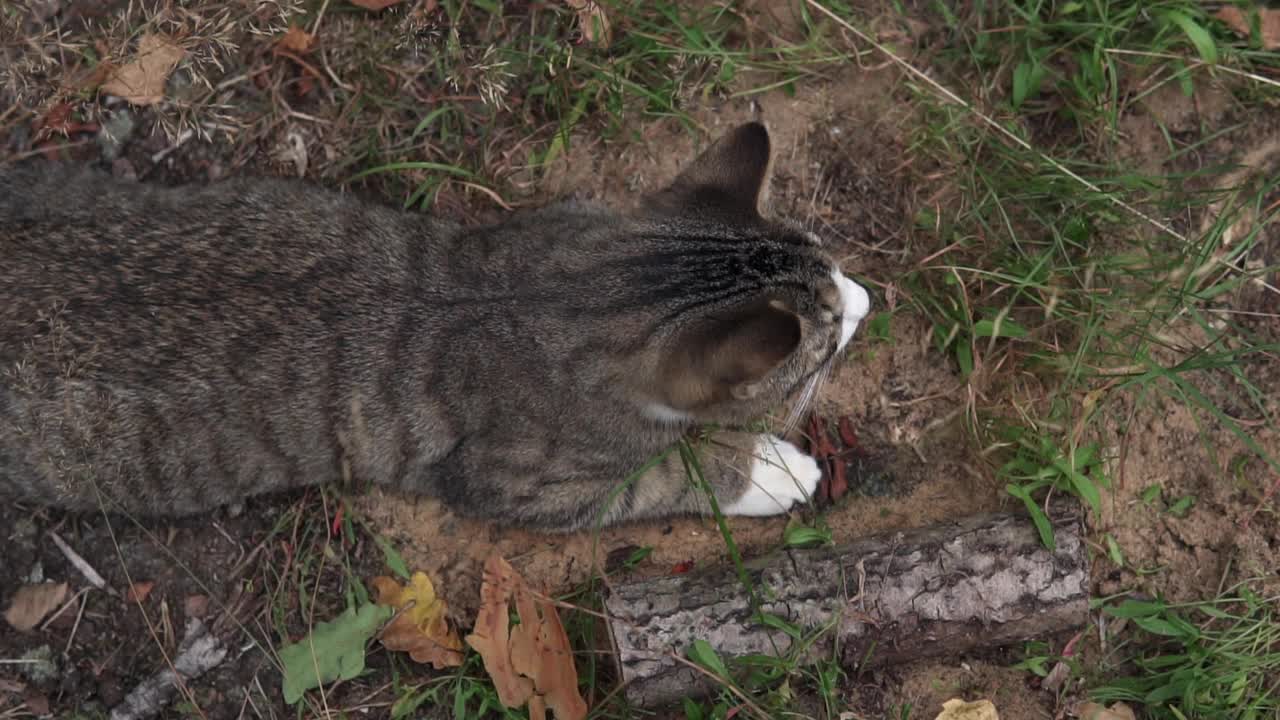 可爱的小猫躺在地上，抬头看着镜头。慢动作镜头。视频下载