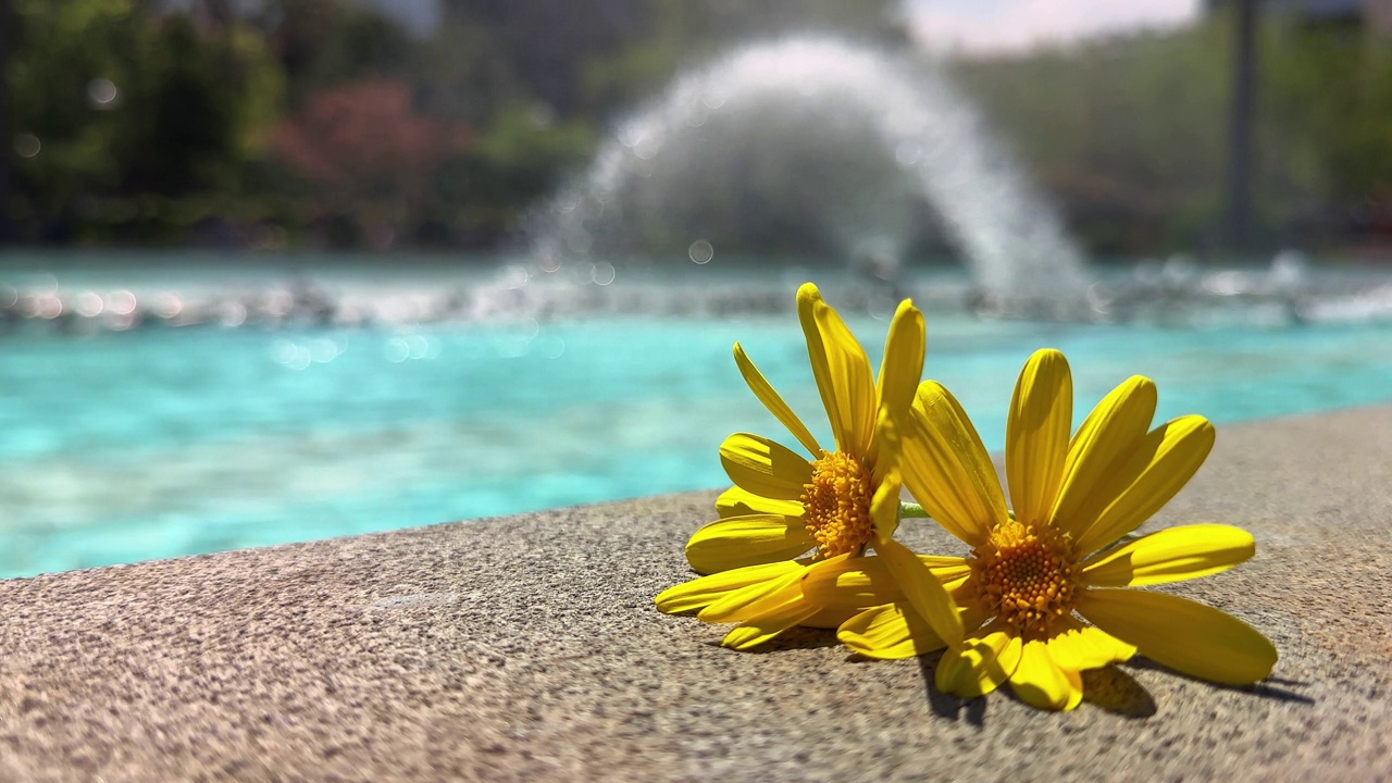 黄色雏菊和水水池视频素材