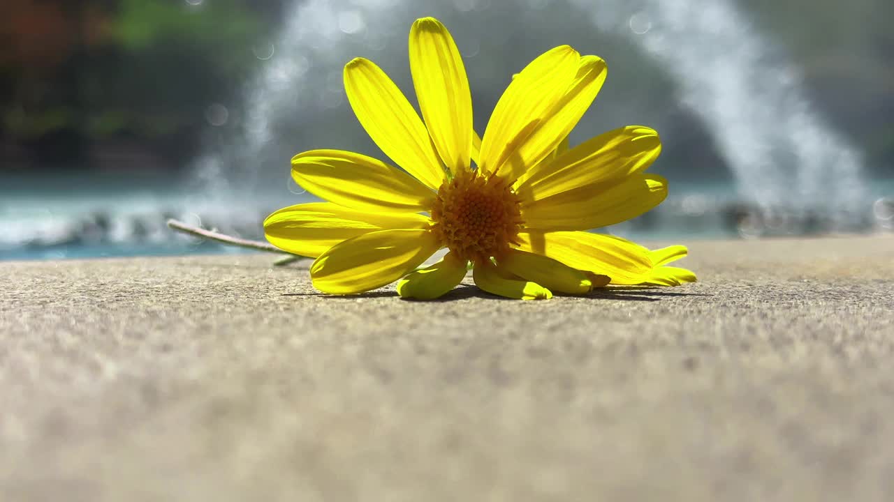 黄色雏菊和水水池视频素材