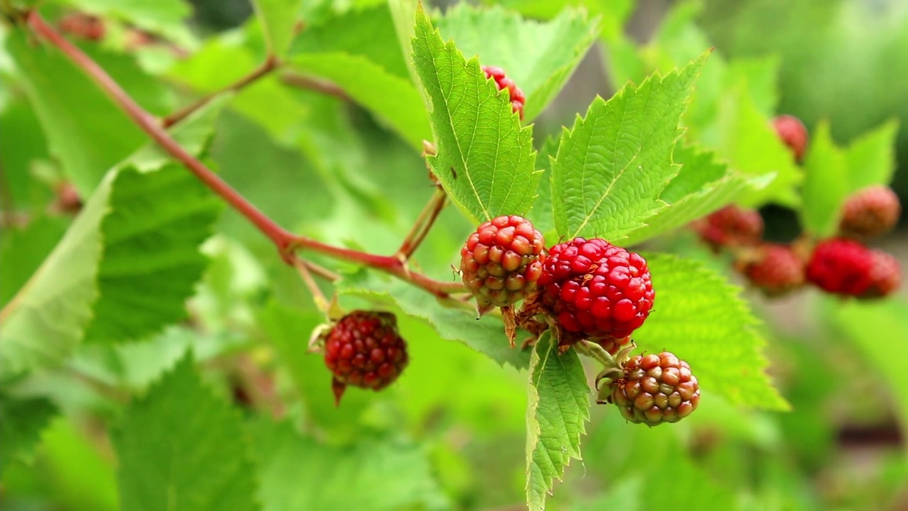 花园里长着黑莓灌木。未成熟的黑莓浆果挂在灌木丛与绿叶的特写视频素材