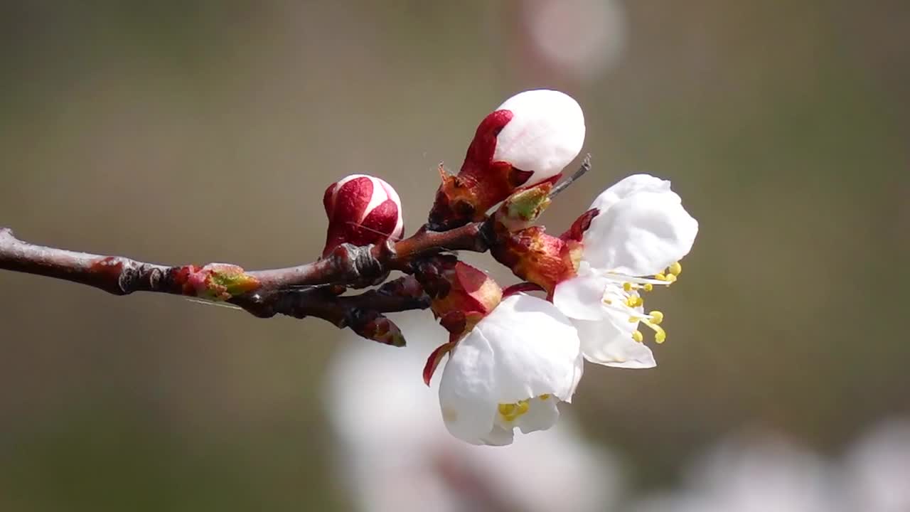 春天开花视频素材