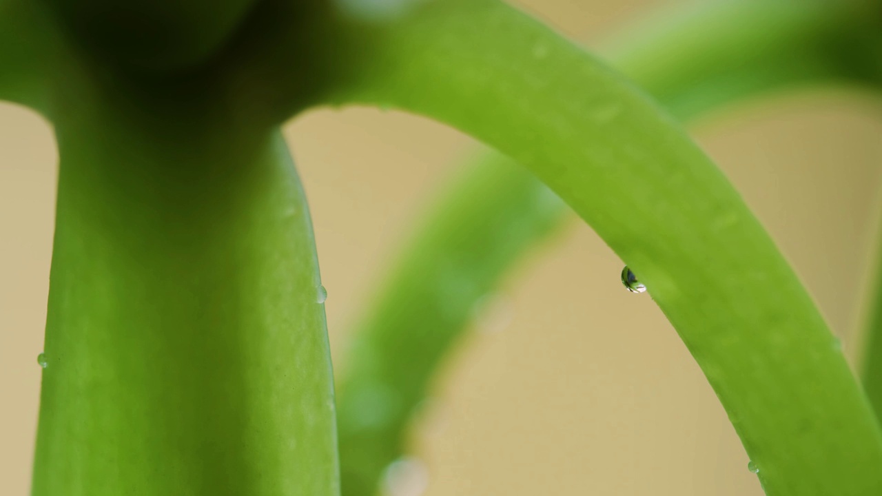 美丽的露珠落在绿色的兰花茎上视频素材