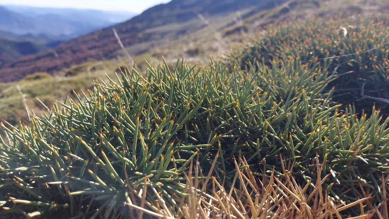 西班牙Ordesa y Monte Perdido国家公园里的一株长着刺的植物。视频素材