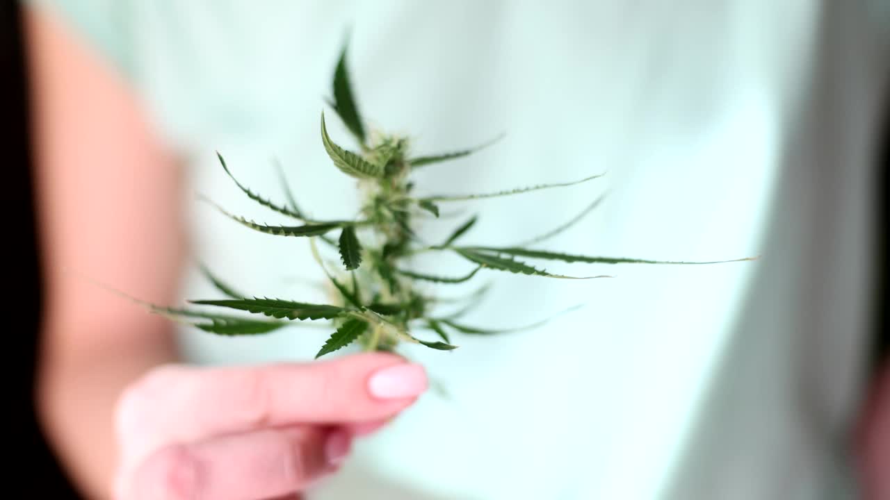 修剪整齐的指甲的女人手里拿着大麻树枝视频素材