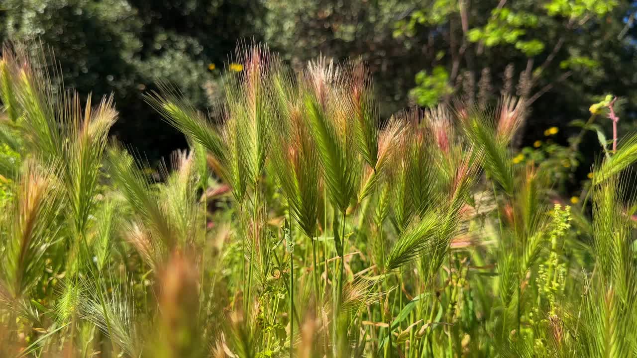 绿草在风中摇曳视频素材