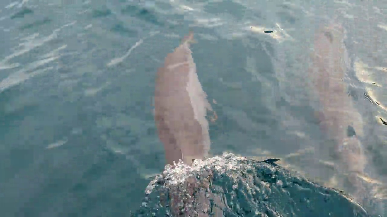 野生海豚在夏威夷游泳视频下载